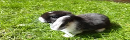 Mini Lop rabbits for sale: Gorgeous Mini Lops  - Advert 24