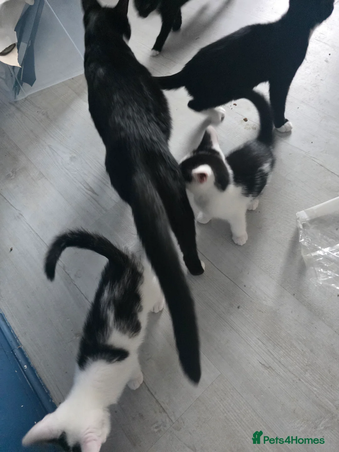 Mixed Breed cats for sale: 3 kitrens for sale - Advert 2