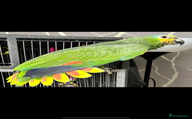 Parrots birds - Advert 1