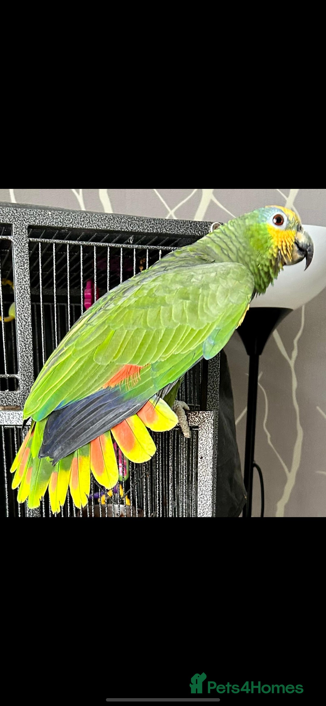 Parrots birds for sale: Amazon orange tailed - Image 1