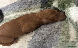 Cockapoo dogs for sale: 🐾Beautiful F2 Cockapoo puppies 🐾 - Image 4