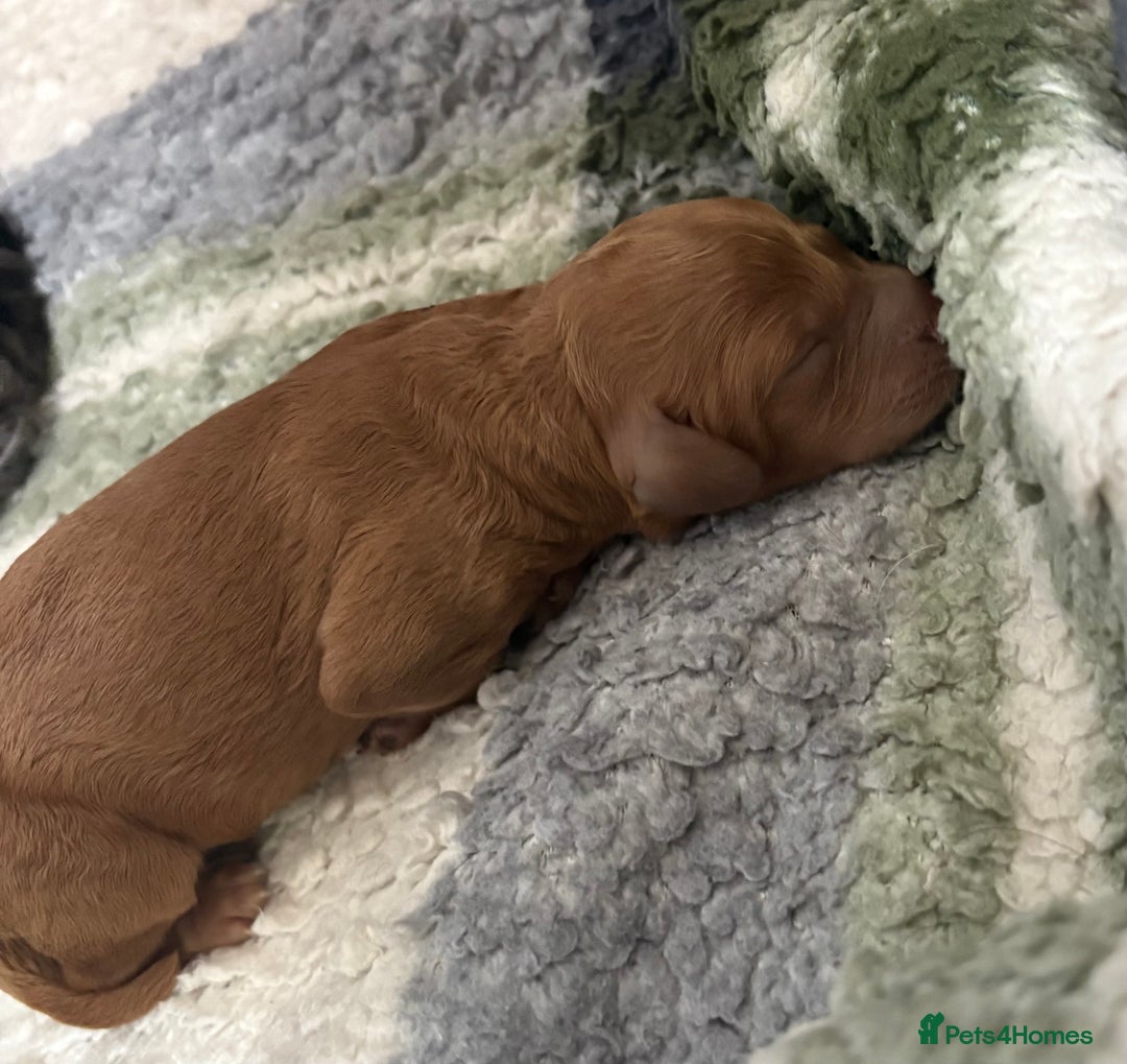 Cockapoo dogs for sale: 🐾Beautiful F2 Cockapoo puppies 🐾 - Image 4