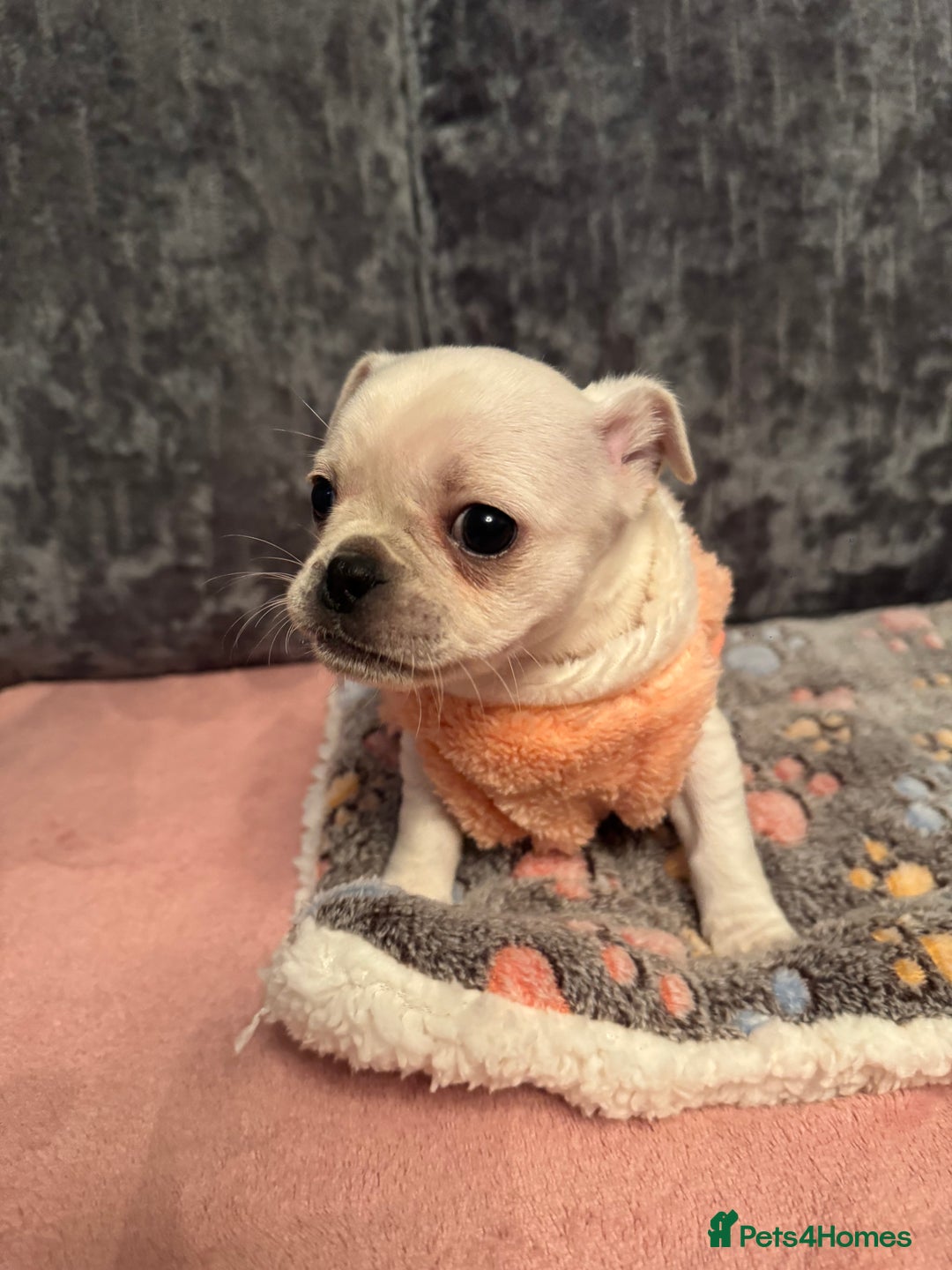 Chug dogs for sale: Lovely playful Chihuahua x Pug Puppies Boys Girls  - Advert 4