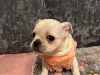 Chug dogs Lovely playful Chihuahua x Pug Puppies WHITE GIRL - Advert 4