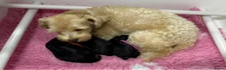 Schnoodle dogs for sale: F1 Toy Mega Coat Schnoodles - Advert 11
