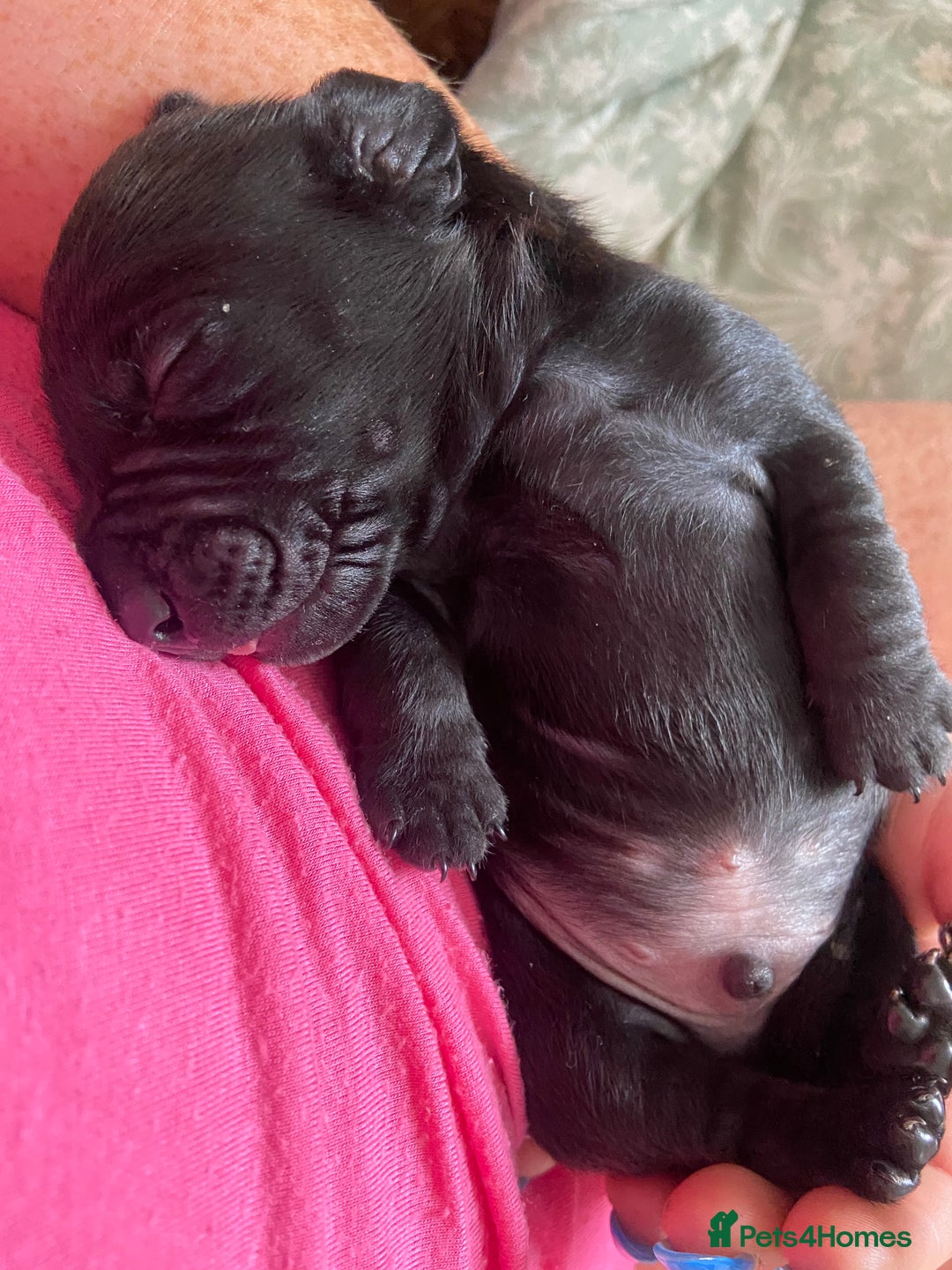 Mixed Breed dogs for sale: Dachshund cross Patterdale - Image 26