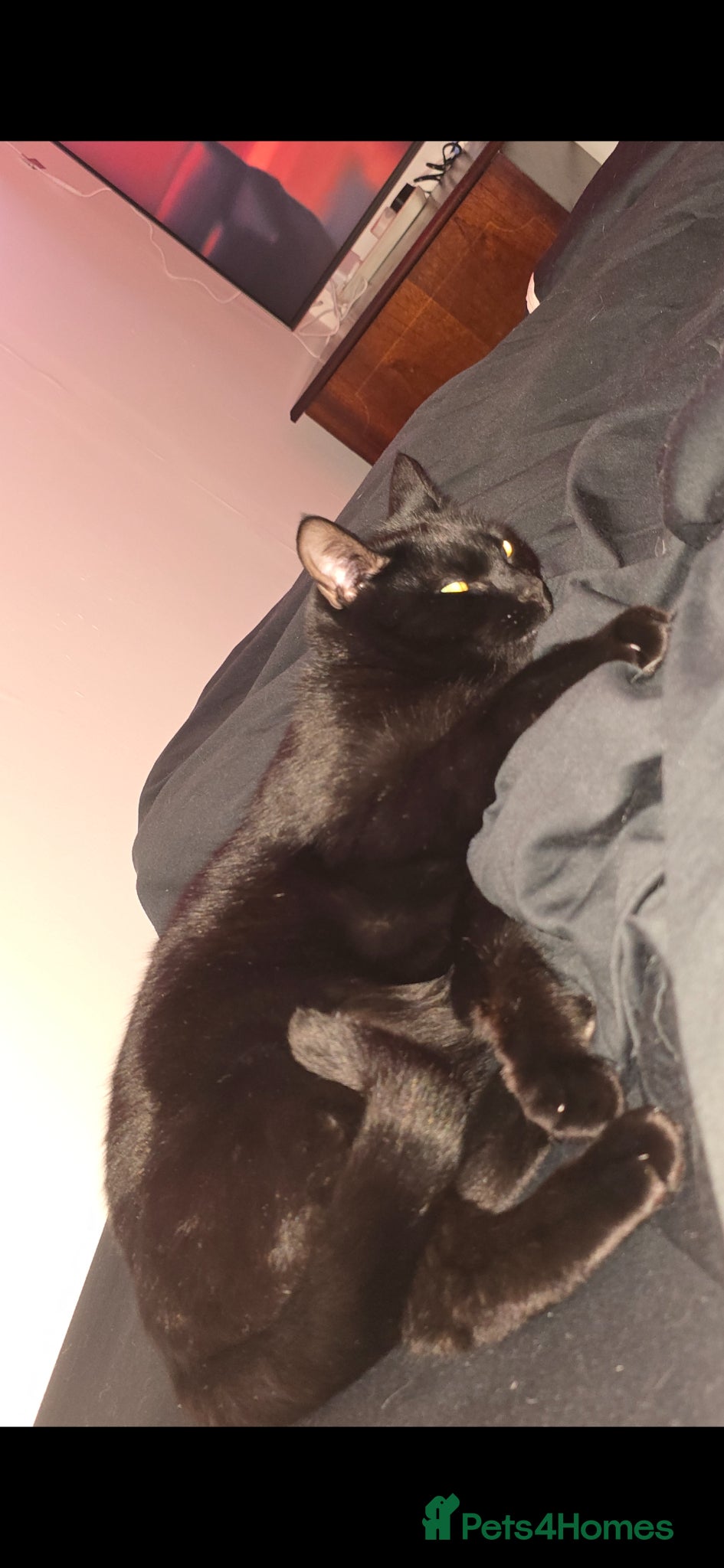 Mixed Breed cats for sale: Large Male 1 year old Black Cat needs a new home - Advert 4