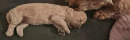 Toy Poodle dogs for sale: Extensively Health-Tested Female Toy Poodle Puppy - Advert 1