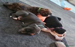 Mixed Breed dogs for sale: American Bulldog Cross Staffy puppies  - Image 17