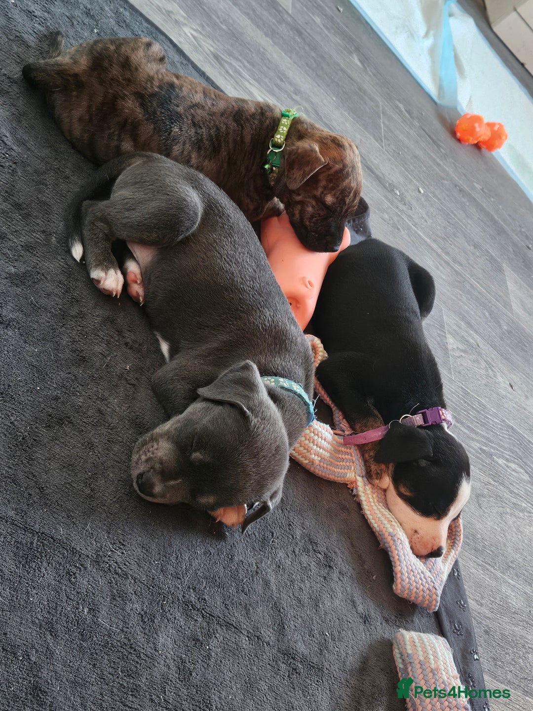Mixed Breed dogs for sale: American Bulldog Cross Staffy puppies  - Image 17