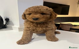 Mini Goldendoodle dogs for sale: 🌟 Mini Goldendoodle Puppies 8 Weeks Old 🌟 - Image 5