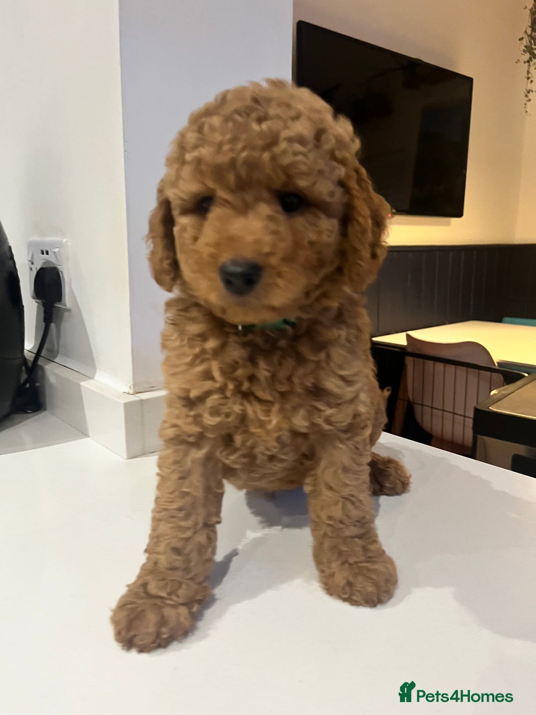 Mini Goldendoodle dogs for sale: 🌟 Mini Goldendoodle Puppies 8 Weeks Old 🌟 - Image 5