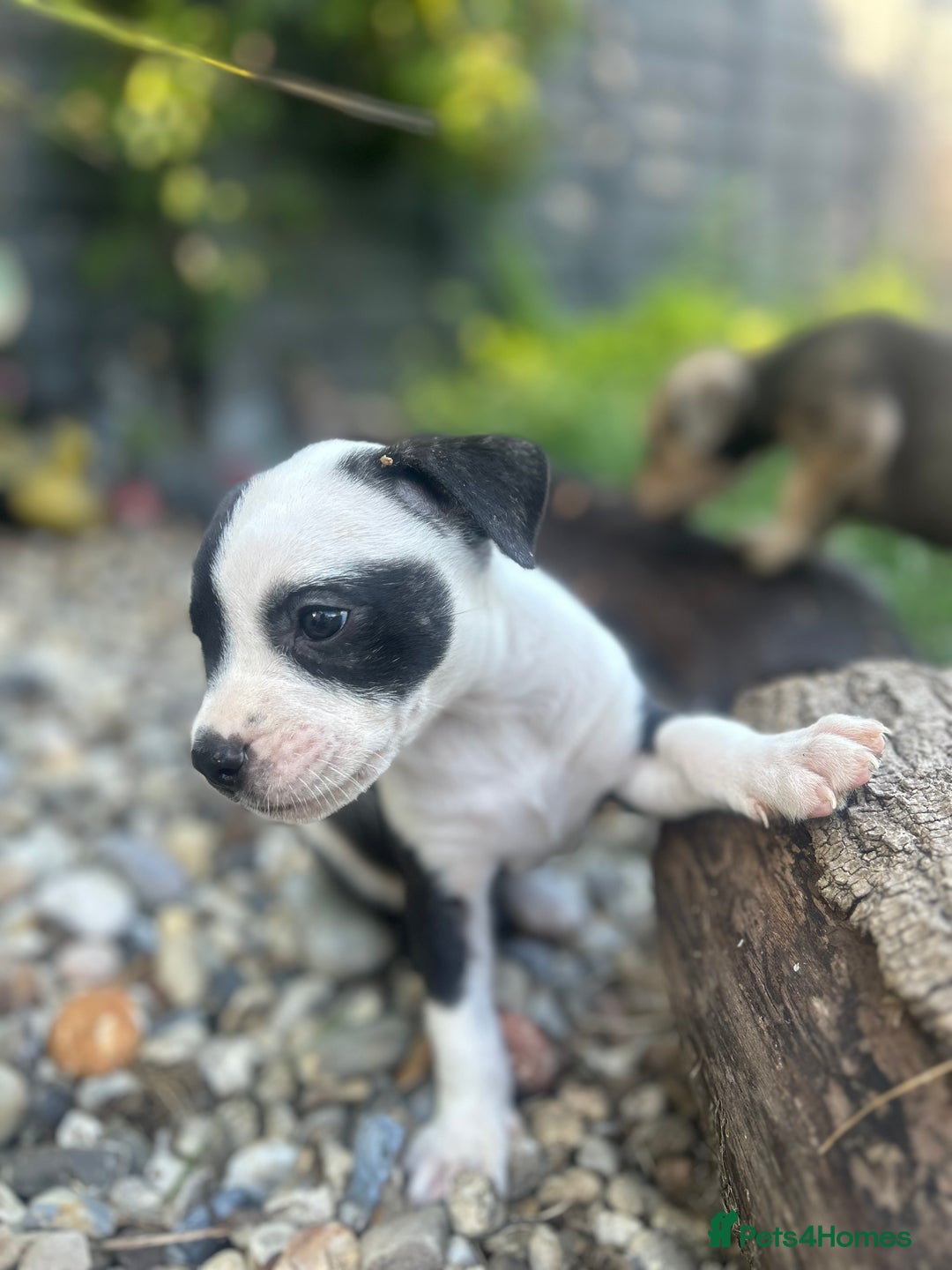 Mixed Breed dogs for sale: Mastiff x staff puppies  - Image 13