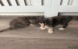 Domestic Shorthair cats for sale: Last little girl kitten from litter of 5  - Image 4