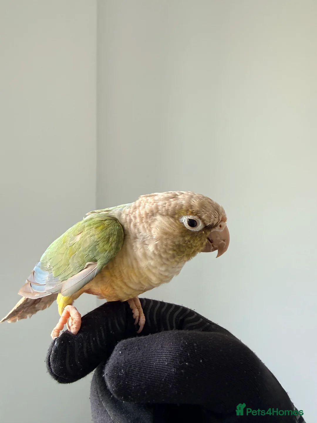 Conures birds for sale: BEAUTIFUL PINEAPPLE CONURE BIRD WITH NEW CAGE  - Advert 2