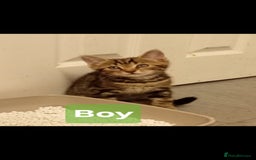 Mixed Breed cats for sale: Male Tabby kittens  - Image 2