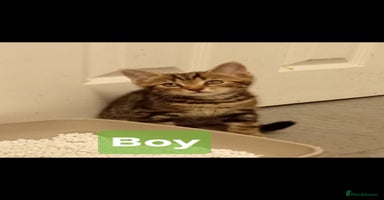 Mixed Breed cats - Advert 10