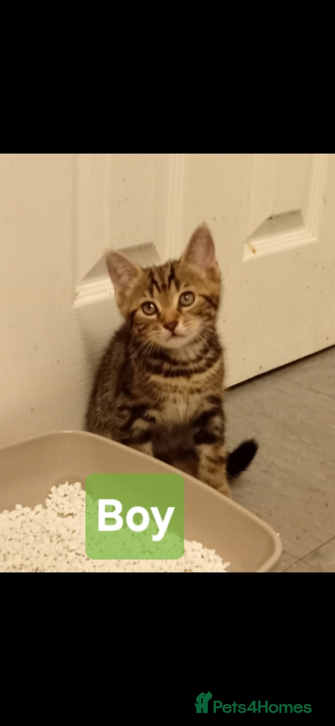 Mixed Breed cats for sale: Male Tabby kittens  - Image 2