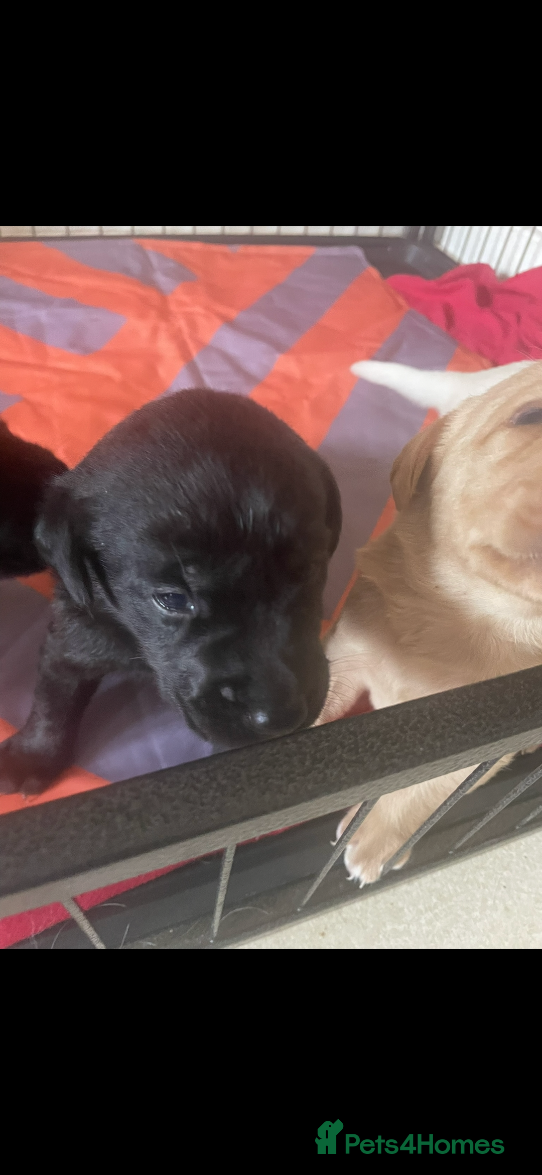 Labrador Retriever dogs for sale: Labrador puppies  - Image 5