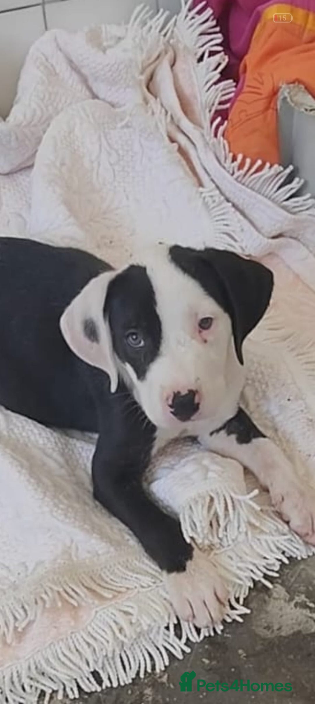 Mixed Breed dogs for adoption: ABANDONED B&W PUPPY - Image 1