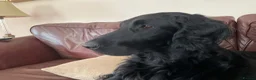Flat coated Retriever dogs for sale: KC Registered Flatcoated Retriever Puppies - Advert 6