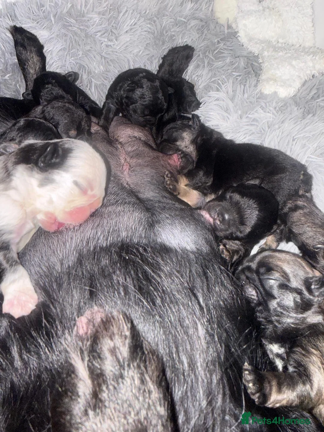 French Bulldog dogs for sale: Female Full fluffy C2 French bulldog  in Manchester - Advert 2
