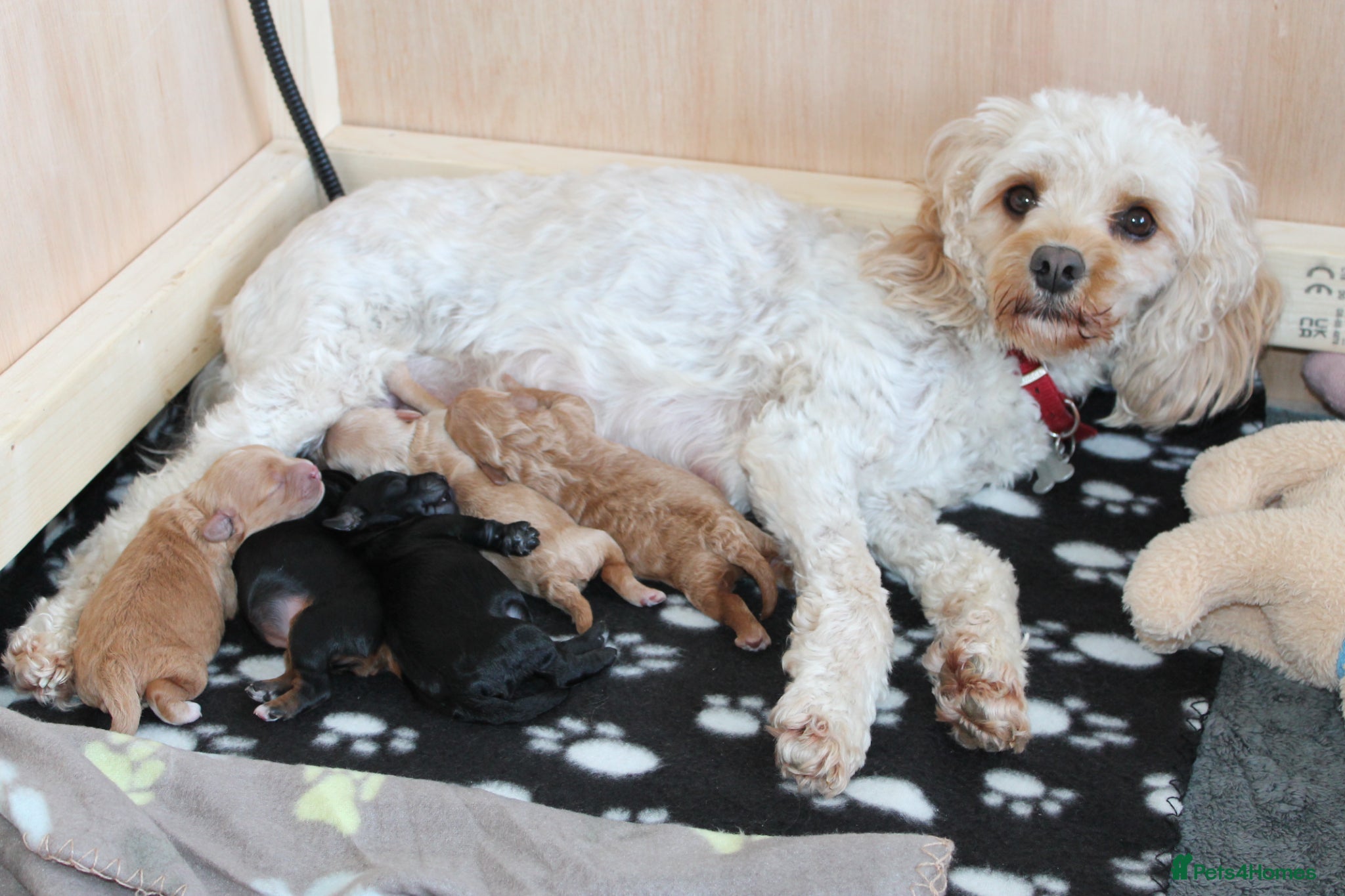 Cavapoo dogs Beautiful F1B Toy Cavapoo Puppies - Advert 1