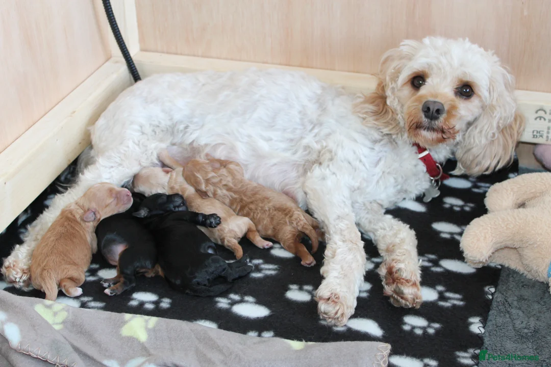 Cavapoo dogs for sale: Beautiful F1B Toy Cavapoo Puppies in Bolton - Advert 1