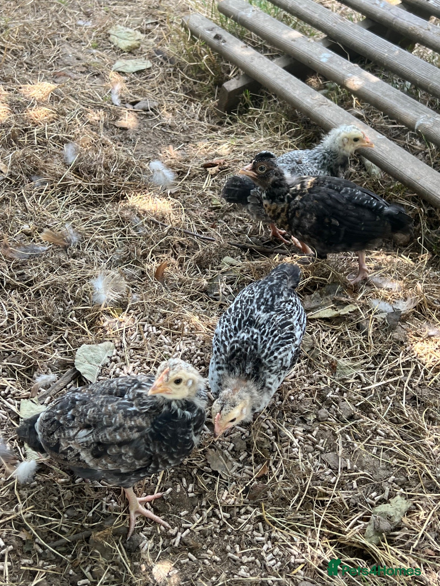 Chickens poultry Mixed sex hybrid bantum dorking cross creamlegbar - Advert 10