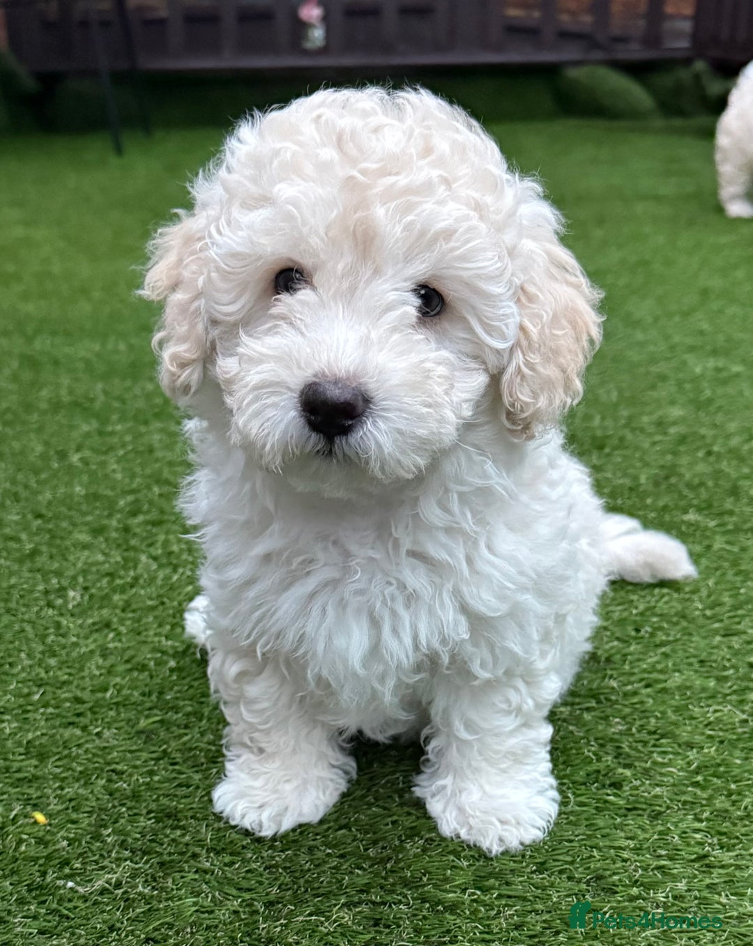Maltipoo dogs for sale: Ready now - 1 boy left F1B Maltipoo Puppy 💜🐾 - Advert 27