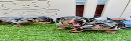 Miniature Dachshund dogs for sale: 5★ LICENSED BREEDER • KC REG BOYS READY NOW  - Advert 27