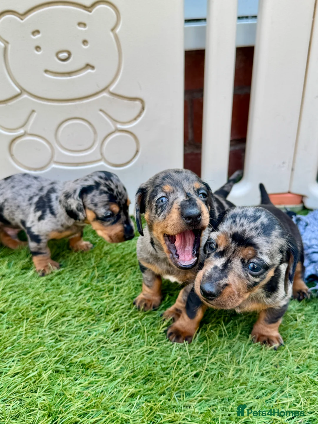 Miniature Dachshund dogs for sale: 5★ LICENSED BREEDER • KC REG BOYS READY NOW  - Advert 27