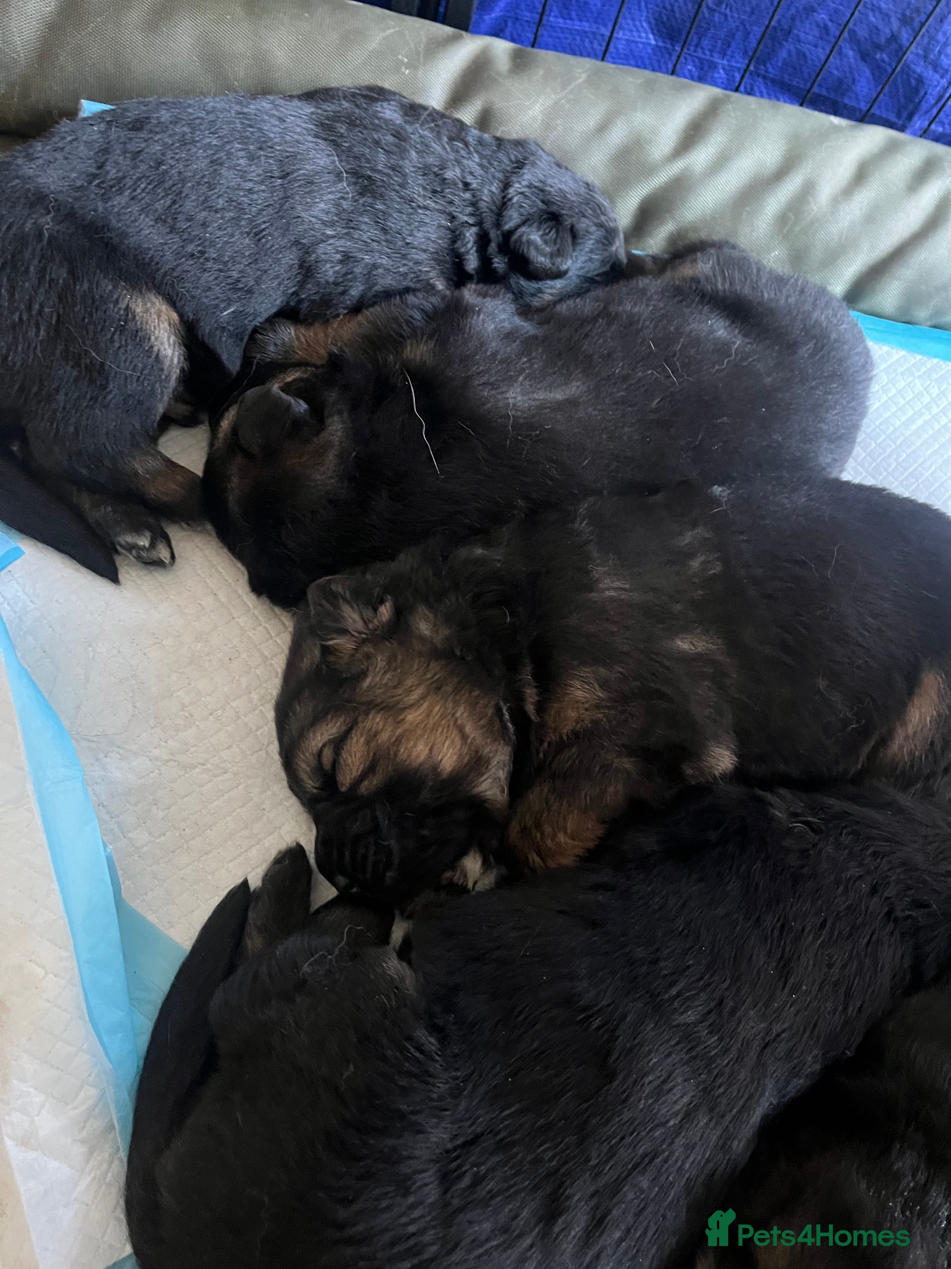 German Shepherd dogs Puppies for sale  - Advert 12