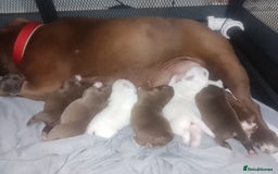 American Bully dogs for sale: Pocket American Bully Puppies - Image 5
