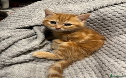 Domestic Shorthair cats for sale: Real life Garfield🤩 - Image 25
