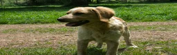Mixed Breed dogs for adoption: Ian - setter mix puppy in Alfreton - Advert 6