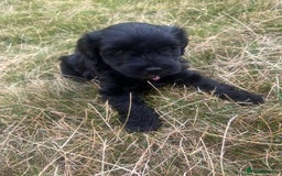 Mixed Breed dogs for sale: Beautiful Cockapoo x Jackapoo female puppy  - Image 2