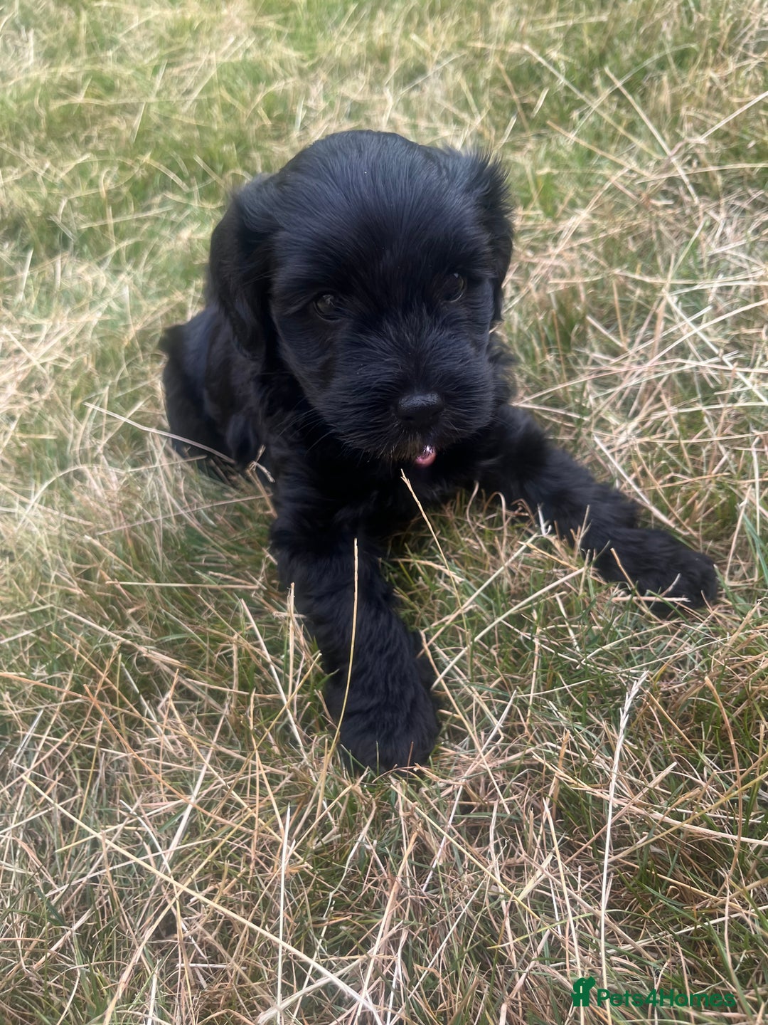 Mixed Breed dogs for sale: Beautiful Cockapoo x Jackapoo female puppy  - Image 2