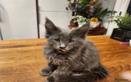 Maine Coon cats for sale: Maine coon purebred pedigre xl active in Barnsley - Image 36