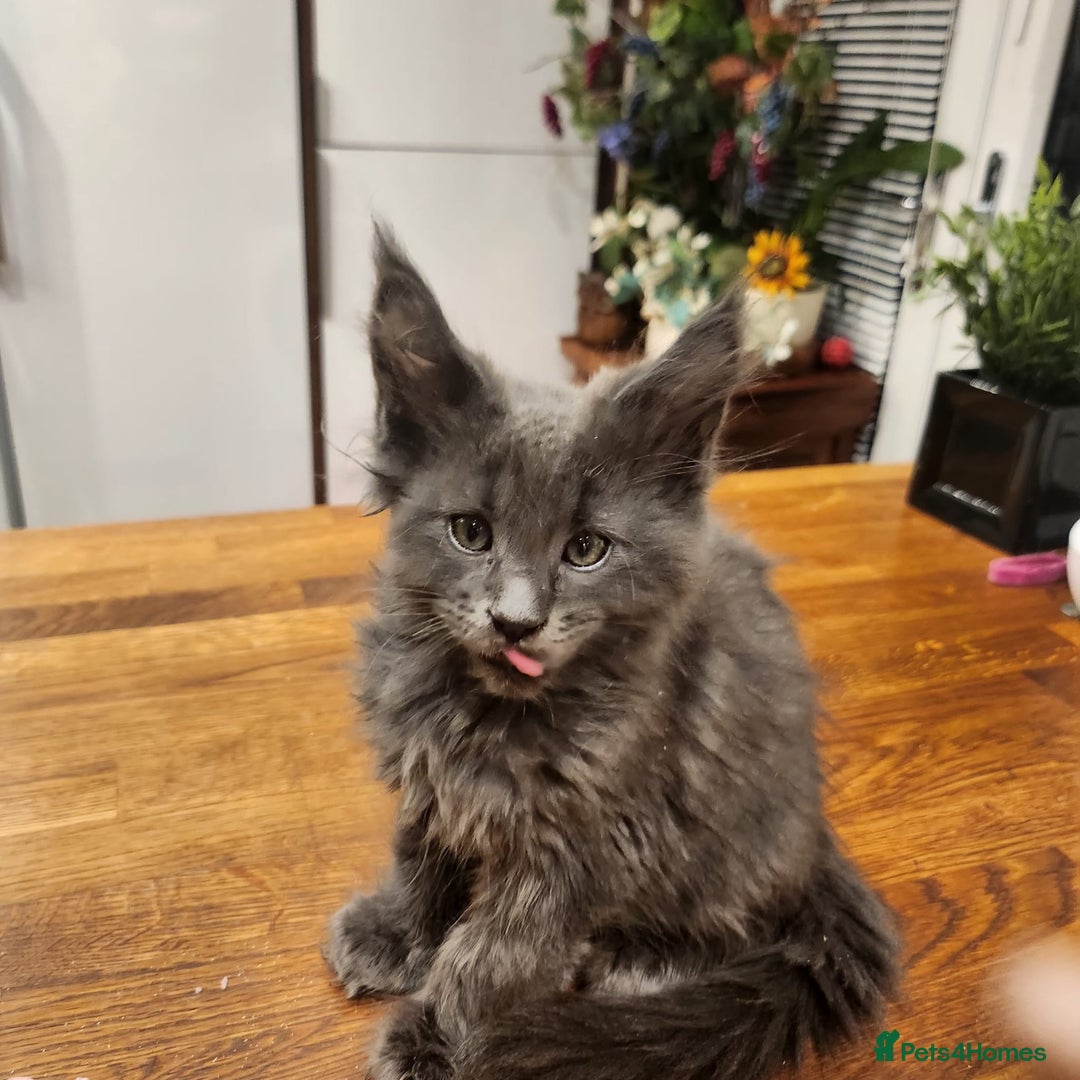 Maine Coon cats for sale: Maine coon purebred pedigre xl active in Barnsley - Image 36