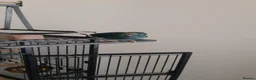 Parrots birds for sale: Male and female kakarikis  in Havant - Advert 2