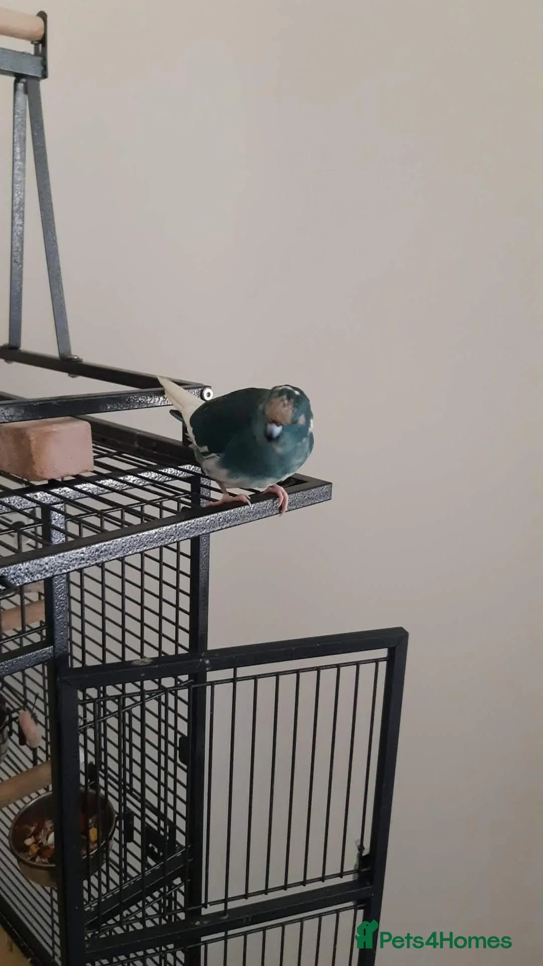 Parrots birds for sale: Male and female kakarikis  in Havant - Advert 2