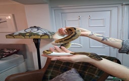 Python Snake reptiles for sale: Pied Python and setup - Image 9