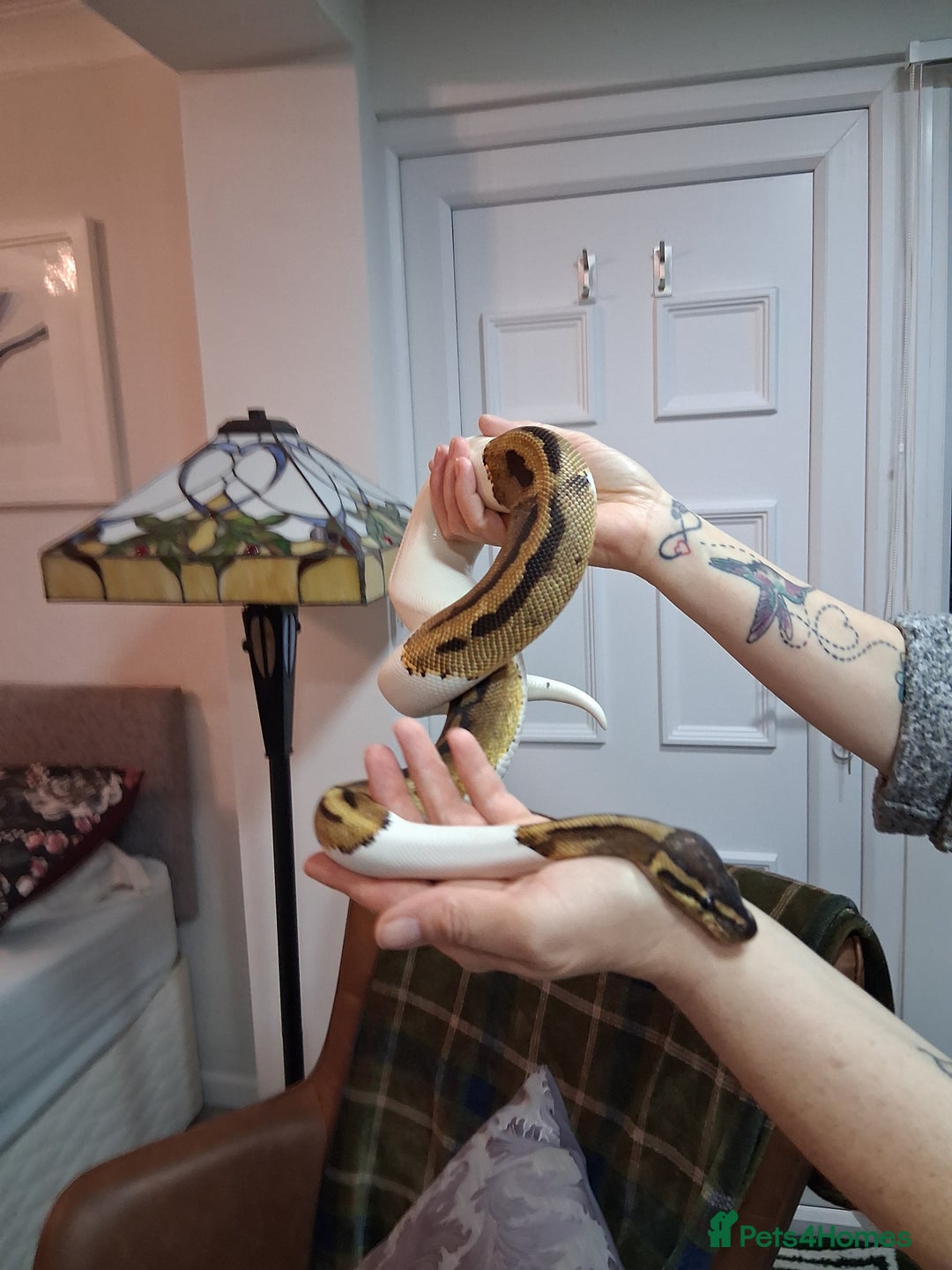Python Snake reptiles for sale: Pied Python and setup - Image 9