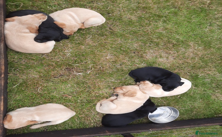 Labrador Retriever dogs - Advert 13