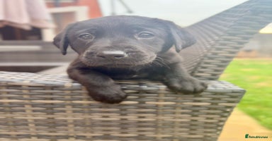 Labrador Retriever dogs - Advert 13
