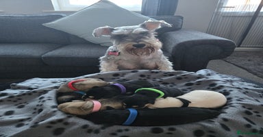 Miniature Schnauzer dogs Beautiful Miniature Schnauzers  - Advert 15