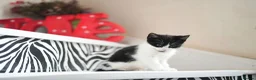 Mixed Breed cats for sale: B&W Kitten looking 4 home  - Advert 6