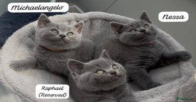 British Shorthair cats - Advert 15