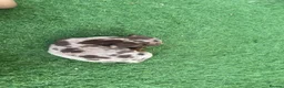 Miniature Dachshund dogs for sale: miniature dachshunds - Advert 4